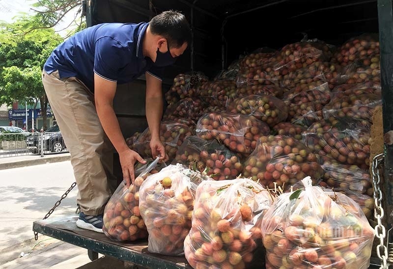 A truck selling Bac Giang lychees park on a street side in Hanoi. Many people have flocked to selling sites to ‘rescue’ lychees grown by pandemic-hit Bac Giang province.