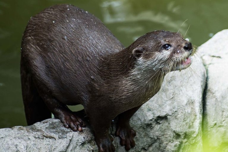 A captive hairy-nosed otter (Lutra sumatrana). The endangered species lives in Cape Ca Mau National Park. Image by Rigelus via Wikimedia Commons