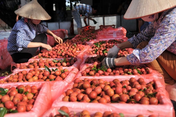 agriculture ministry proposes solutions to remove congestion of farm produce circulation