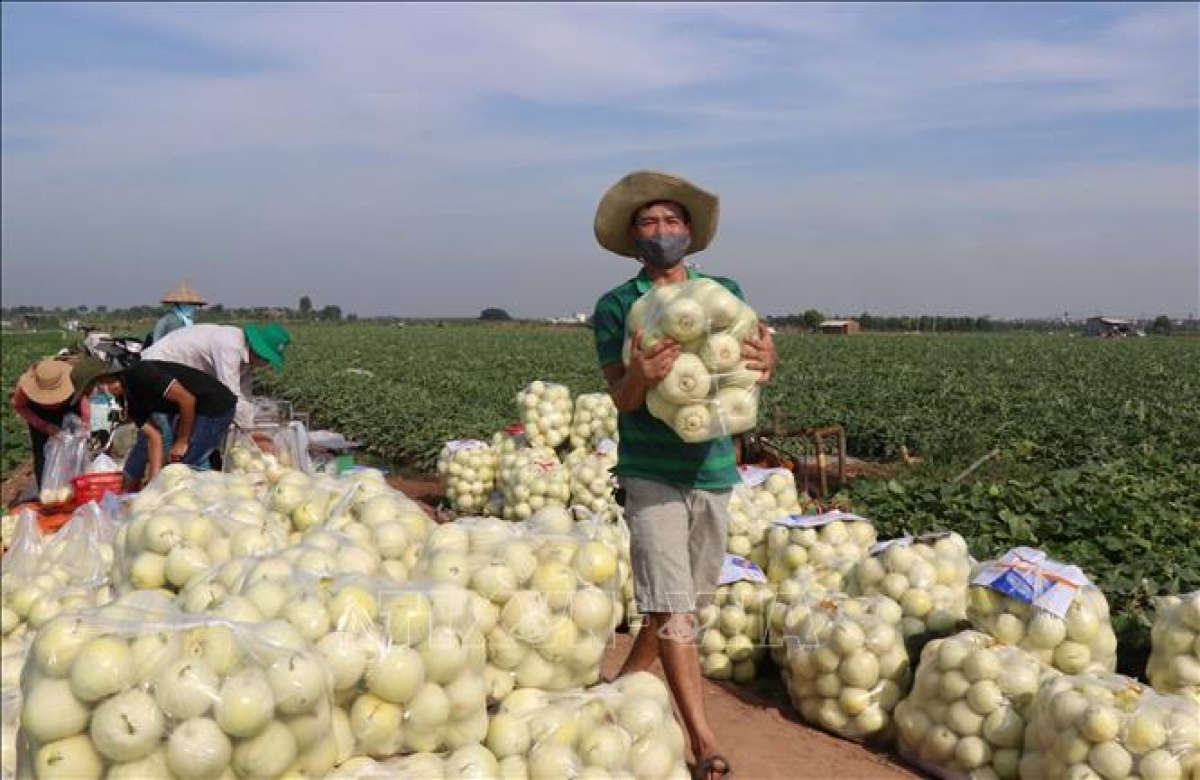 Agriculture ministry proposes solutions to remove congestion of farm produce circulation