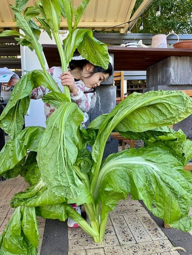 Beets by Tu Anh: Vietnamese Expat Grows Giant Produce in Australia