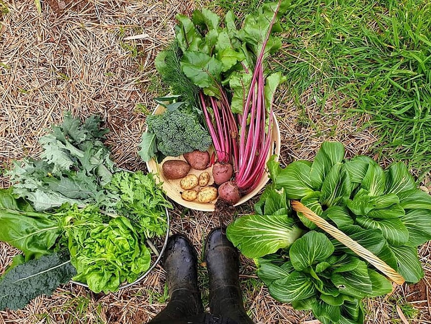 Beets by Tu Anh: Vietnamese Expat Grows Giant Produce in Australia