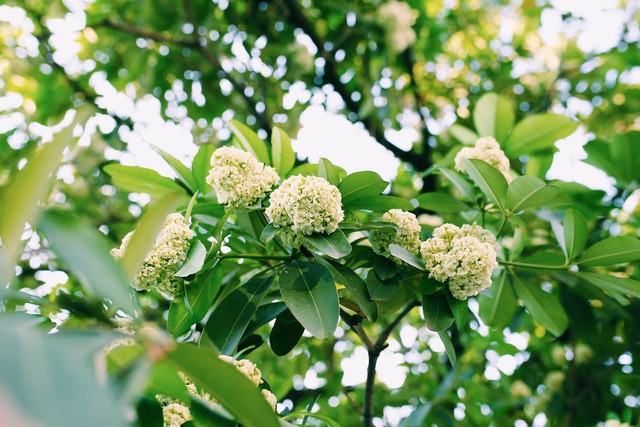 hanois devils tree flower