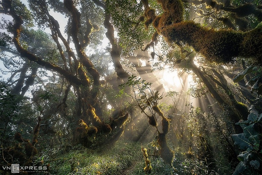 The Enchanting World of Ta Xua Fairy Forest