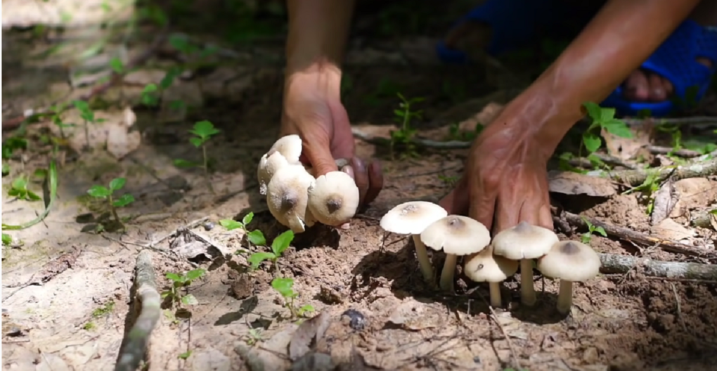 Termite mushroom – A gift of nature in rubber plantations of Binh Phuoc