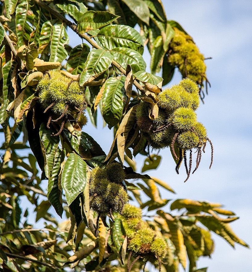 Trung Khanh Chestnut: Cao Bang Province Specialty