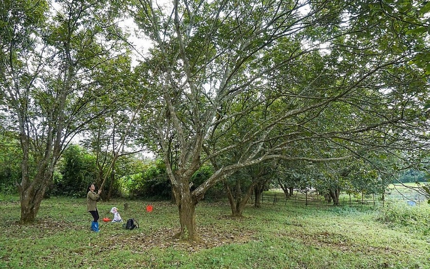 Trung Khanh Chestnut: Cao Bang Province Specialty