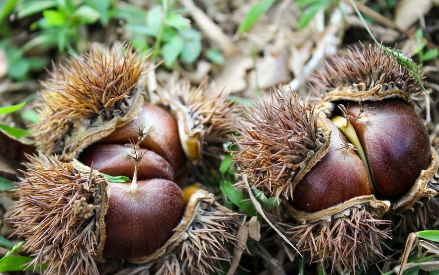 Trung Khanh Chestnut: Cao Bang Province Specialty