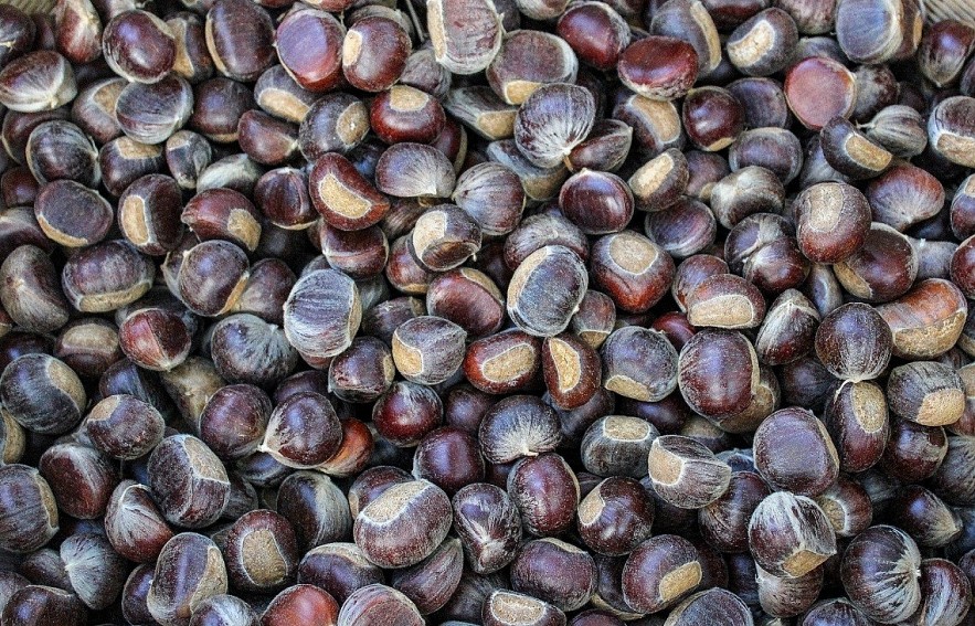 Trung Khanh Chestnut: Cao Bang Province Specialty