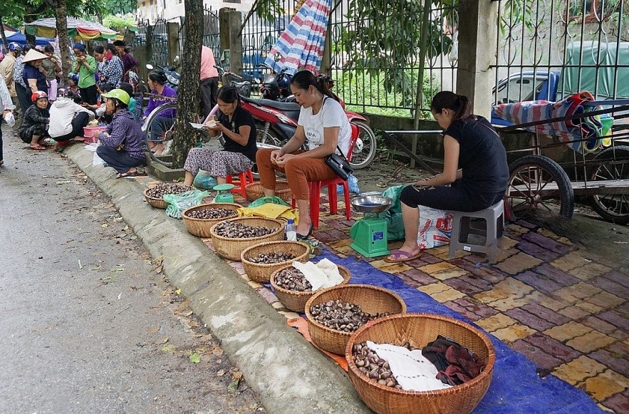 Trung Khanh Chestnut: Cao Bang Province Specialty