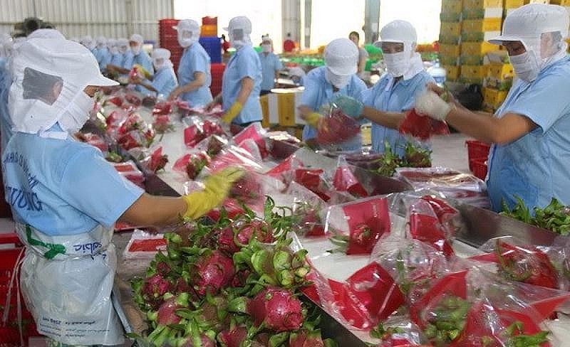 China Resumes Provision of Custom Clearance for Vietnamese Dragon Fruit
