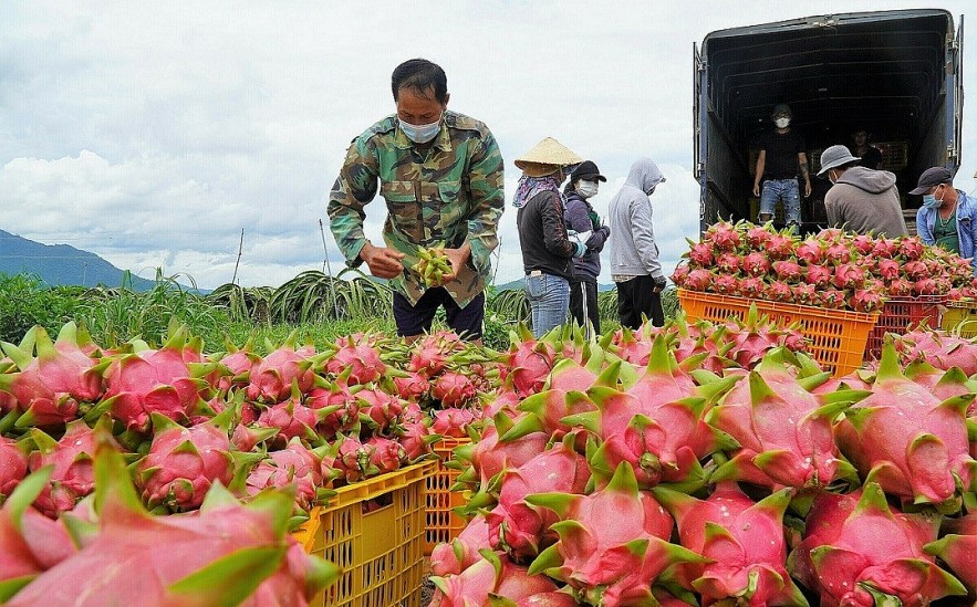 Binh Thuan Dragon Fruit Given Geographical Indication Certificate in Japan