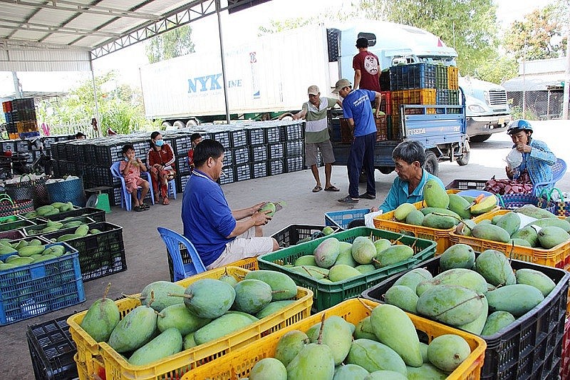 Conference Held to Connect Fruit Cooperatives, Businesses