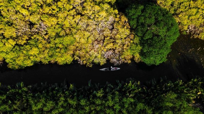 Beautiful Seasonal Changes in Hue's Mangrove Forest