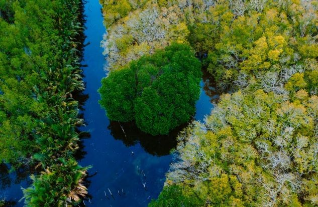 Beautiful Seasonal Changes in Hue's Mangrove Forest