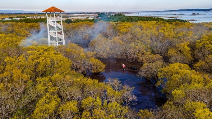 Beautiful Seasonal Changes in Hue's Mangrove Forest