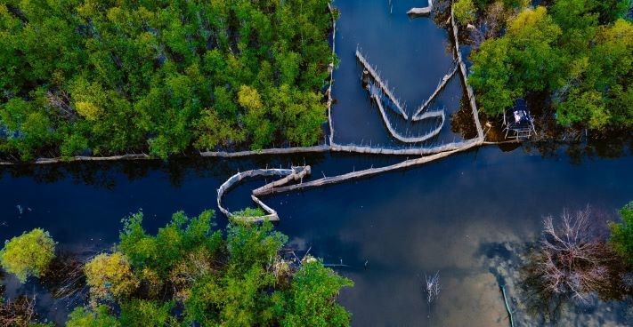 Beautiful Seasonal Changes in Hue's Mangrove Forest