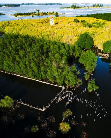 Beautiful Seasonal Changes in Hue's Mangrove Forest