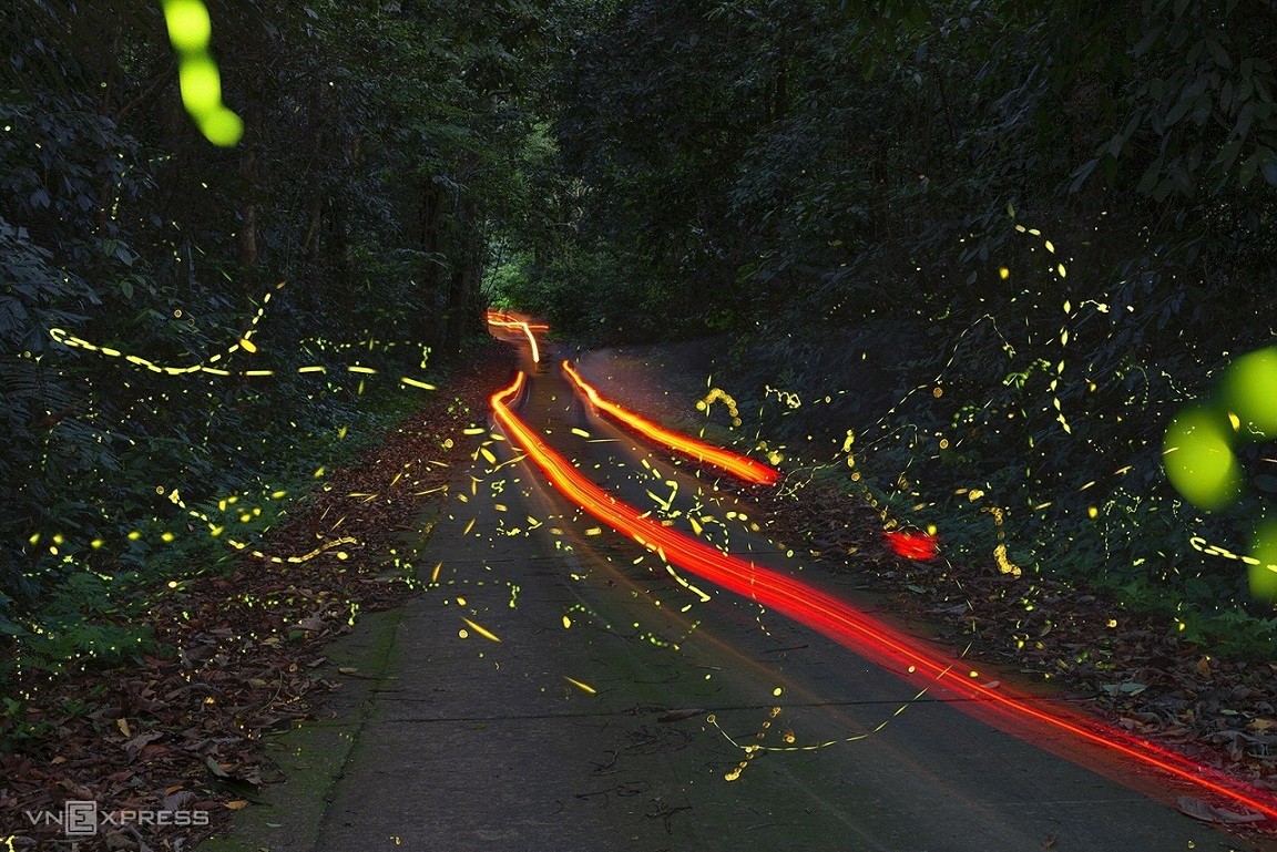 Fireflies Abound in Cuc Phuong National Park