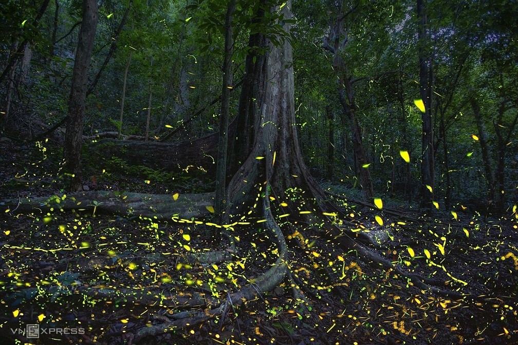 Fireflies Abound in Cuc Phuong National Park