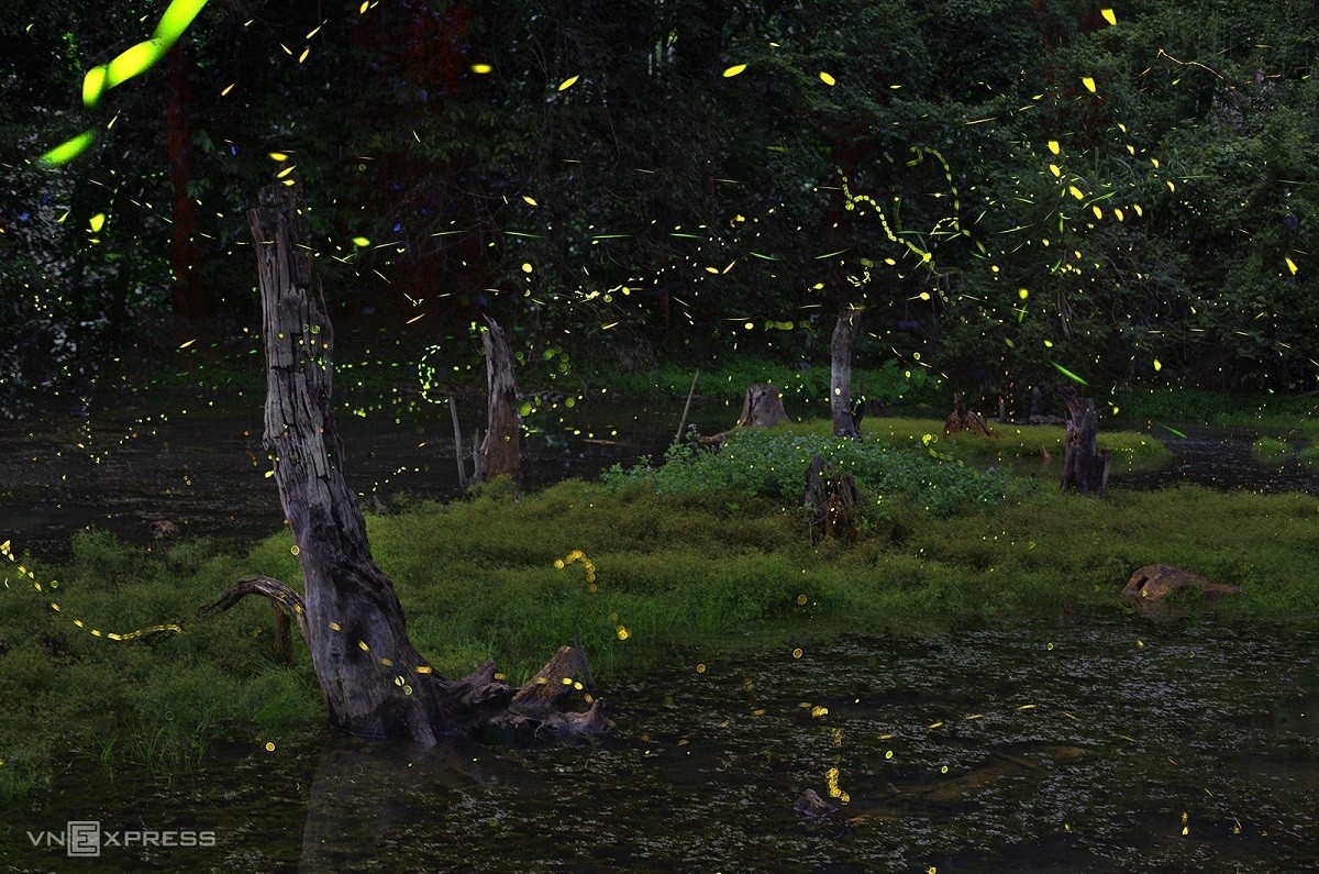 Fireflies Abound in Cuc Phuong National Park