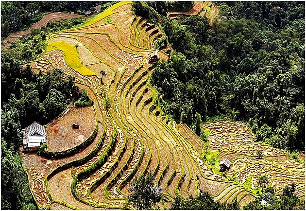 A Glimpse of Hoang Su Phi in the Harvest Season