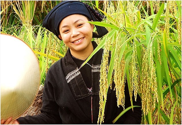 A Glimpse of Hoang Su Phi in the Harvest Season