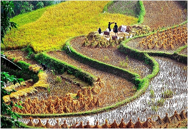 A Glimpse of Hoang Su Phi in the Harvest Season