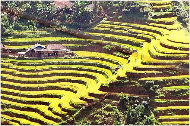 A Glimpse of Hoang Su Phi in the Harvest Season