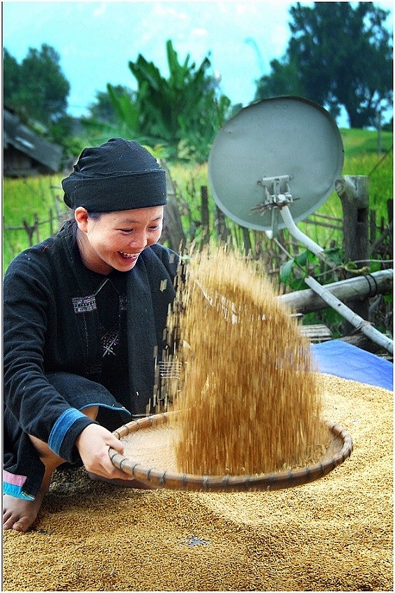 A Glimpse of Hoang Su Phi in the Harvest Season