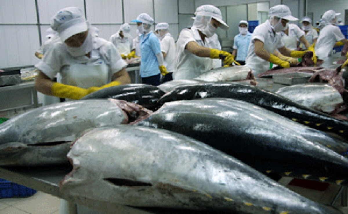 Tuna exports face difficulty in recovering after Covid pandemic