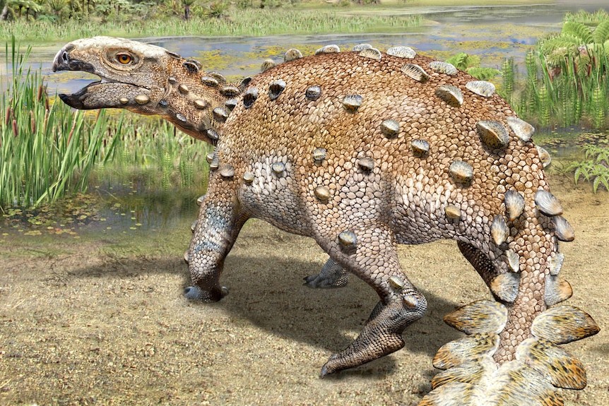Stegouros elengassen was small relative to other armoured dinosaurs.(Reuters: Mauricio Alvarez)