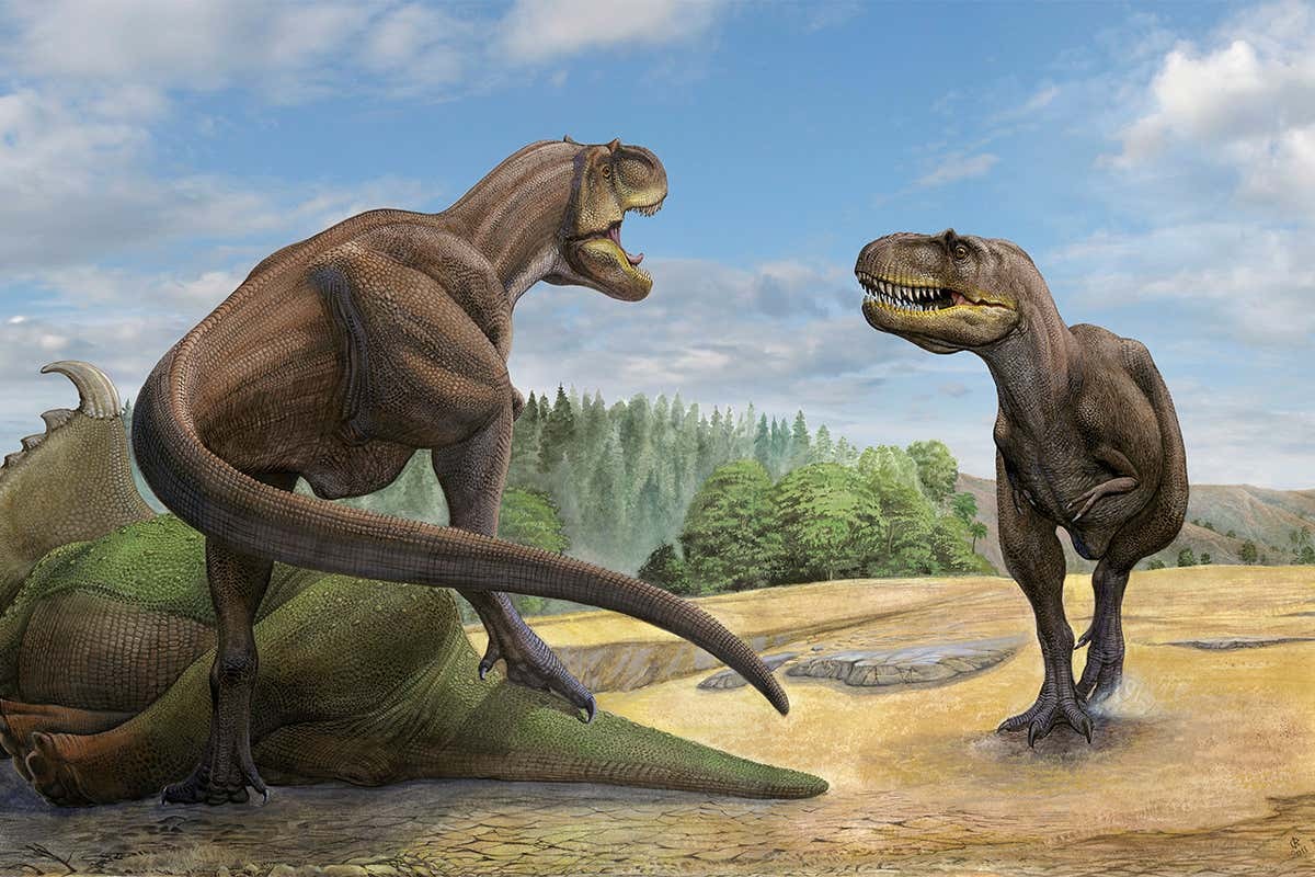 A Teratophoneus dinosaur defends its prey from another  Stocktrek Images, Inc. / Alamy    Read more: https://www.newscientist.com/article/2275060-tyrannosaurs-may-have-hunted-together-in-packs-like-wolves/#ixzz7GnvkPE5K