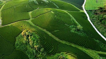 Moc Chau Plateau: Home of Mesmerizing Tea Hills