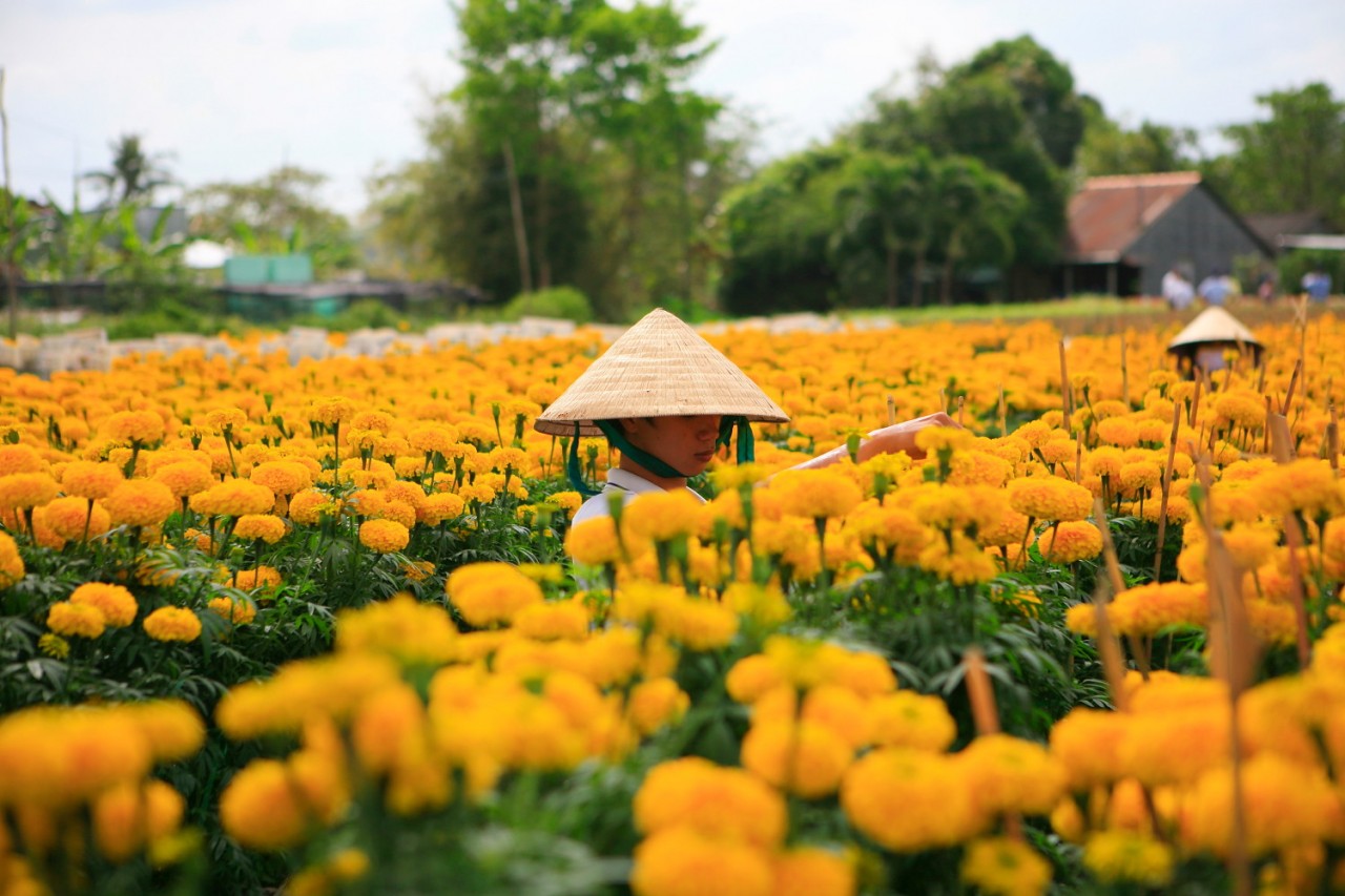 Top 3 Most Gorgeous Flower Villages To Enjoy Your Tet Holiday | Vietnam ...