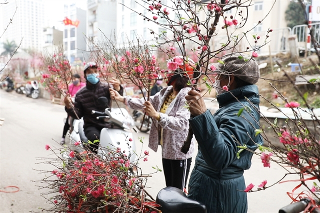 Peach blossom and Tet flower sales drop due to Covid-19 outbreak