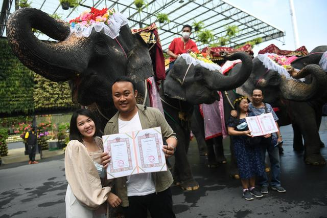 thailand couples got married riding elephants on valentines day