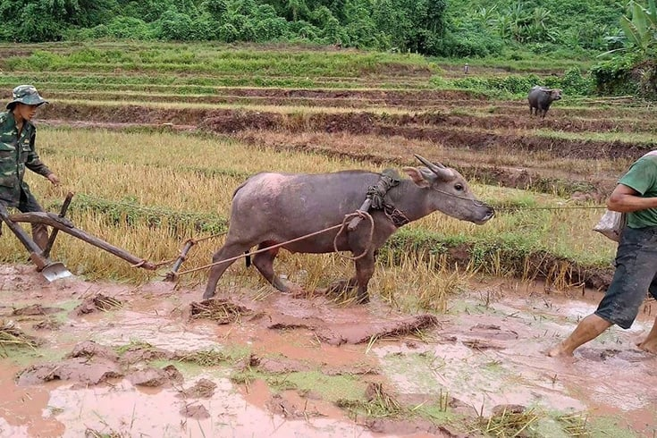 3426 water buffalo is the national animal of vietnam