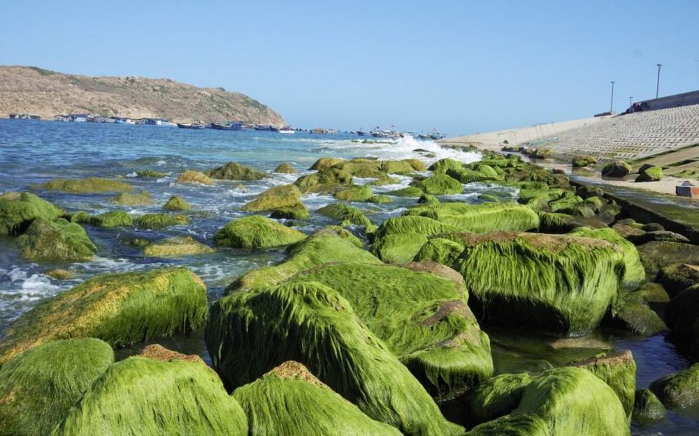 The moss carpet in Nhon Hai Beach. Photo: Viet An 