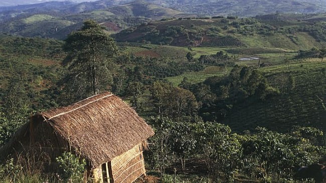 Vietnam's 'King of Tea' Highlights Inheritance of Family Business