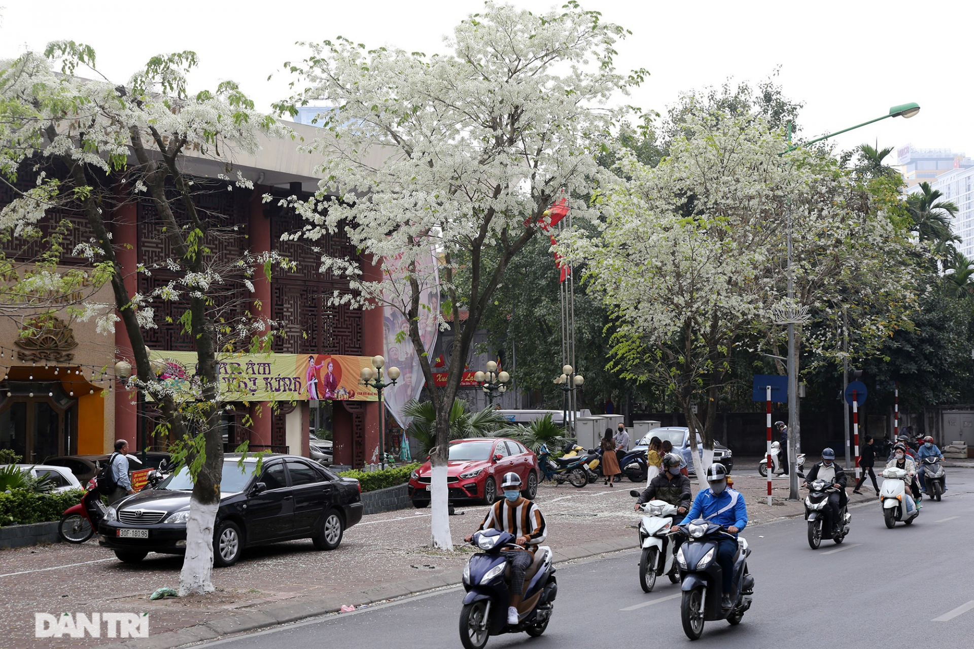 The stunning and dreamy beauty of Sua Flowers blooming in Hanoi