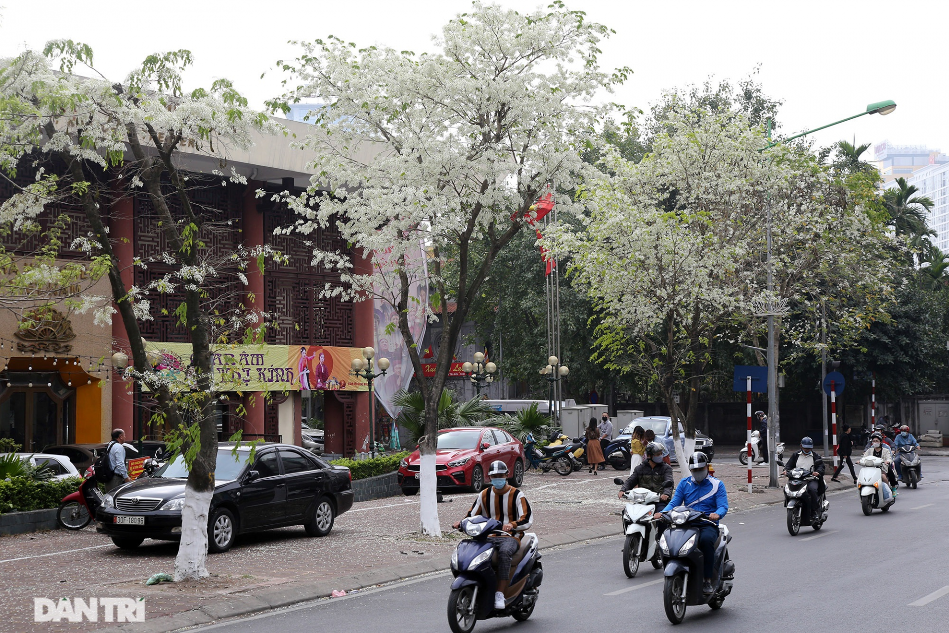 the stunning and dreamy beauty of sua flowers blooming in hanoi
