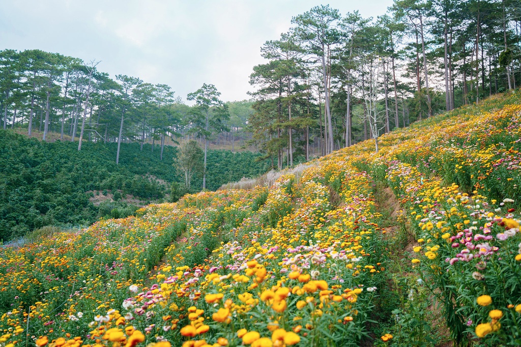 Discovering the dreamy strawflower hill in city of flowers Dalat