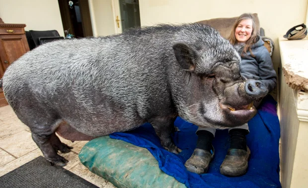 130 kg vietnamese potbellied living indoors with a scottish family