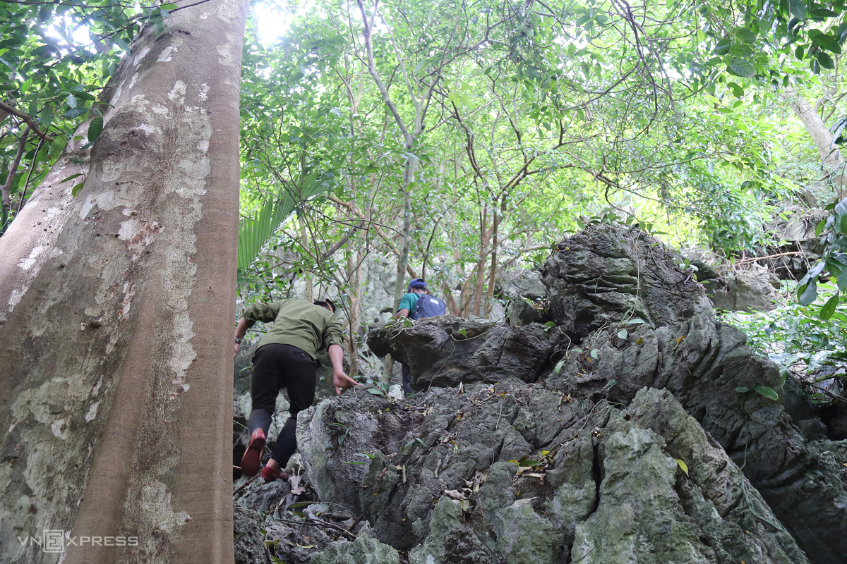 In 2020, at Tria Village, a local resident discovered a new cave in North Huong Hoa Nature Reserve, according to staff member Ho Van Phan.  The cave lies about 30 minutes by foot along Tria Stream from Tria Village. En route is a steep, jagged slope and many old trees. (Photo: VnExpress) 