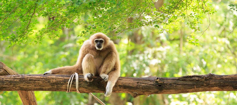Photo: Ideal Travel Asia Photo: Ideal Travel Asia