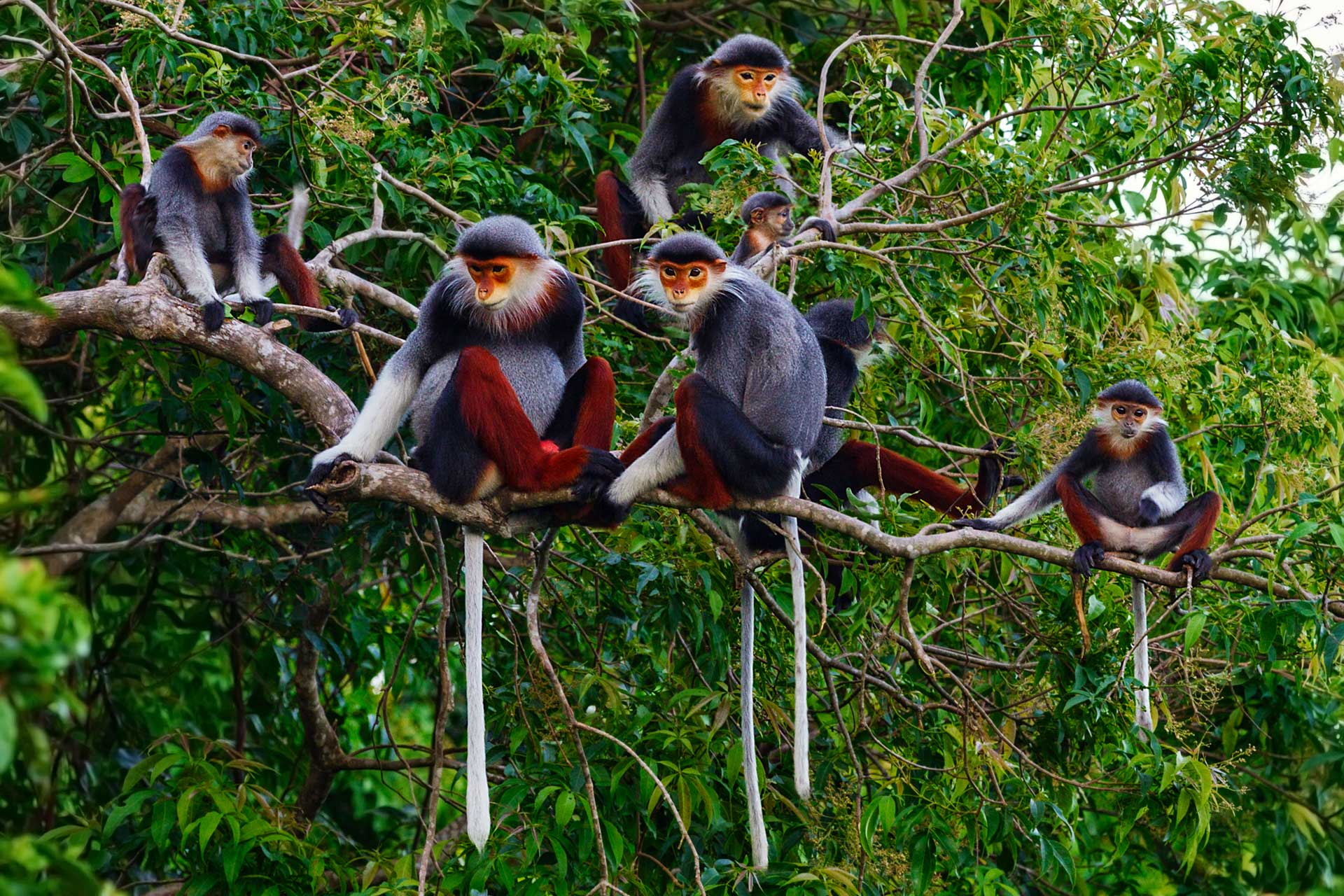 Red-shanked Douc Langur protected by the Douc Langur Foundation in Vietnam by Tim Plowden