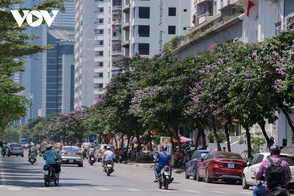 Beautiful purple crape myrtle flowers blooming in Hanoi