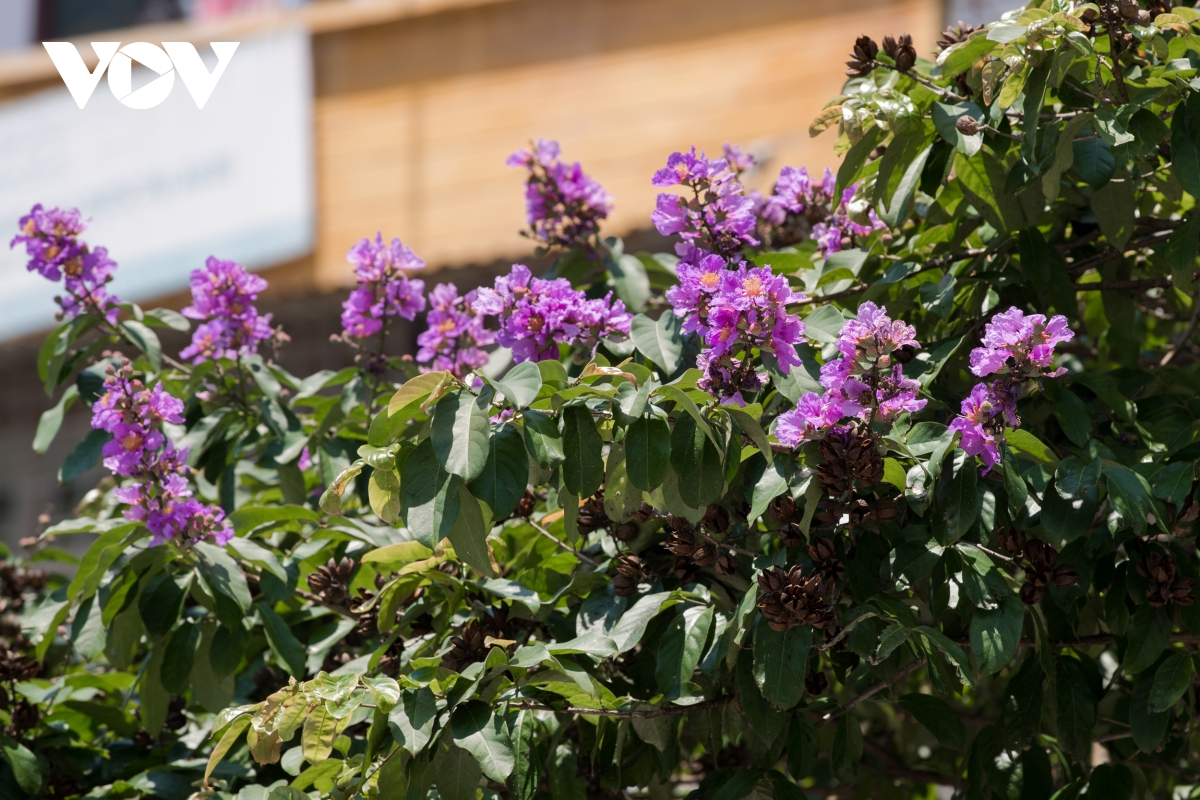 The purple flowers have been a symbol of the city, and bring up nostalgic feelings whenever you look at them.  (Photo: VOV) 