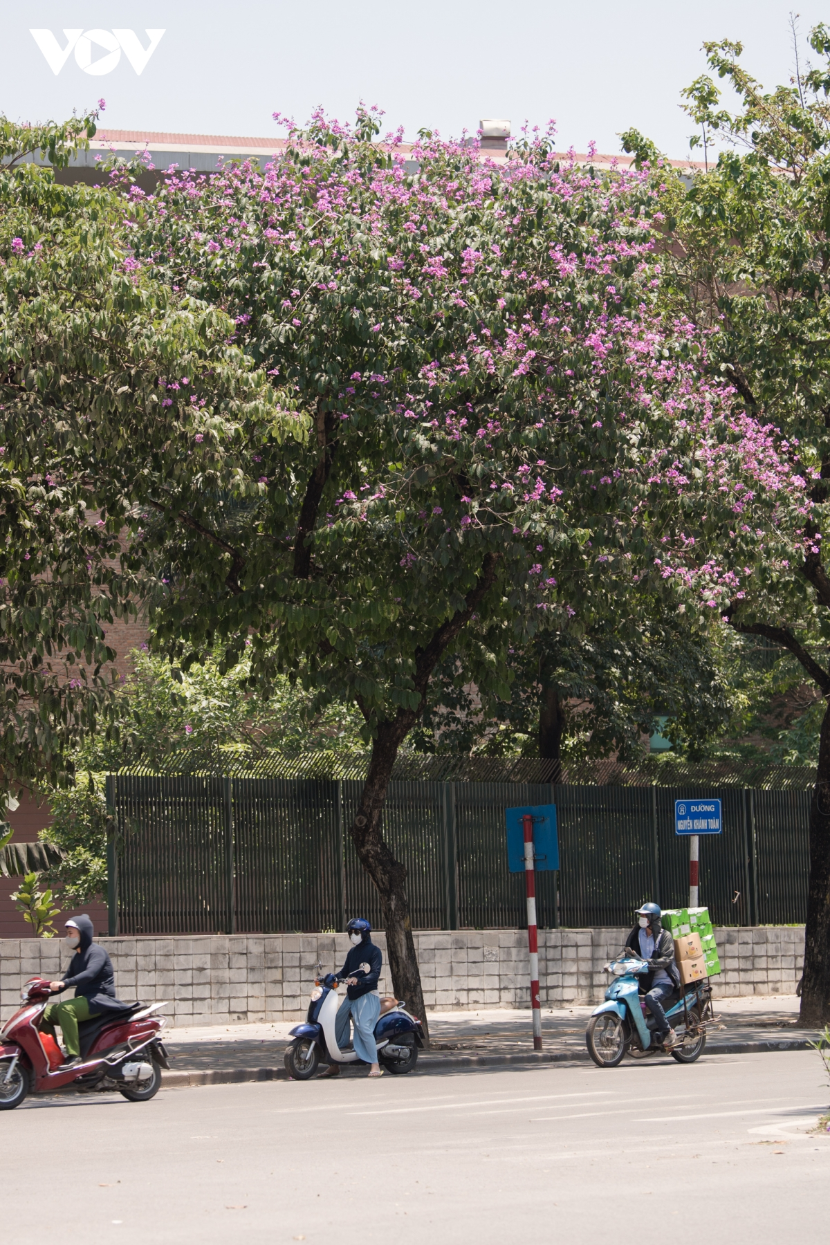 The crape-myrtle trees are tall with large foliages, and long branches. (Photo: VOV) The crape-myrtle trees are tall with large foliages, and long branches. (Photo: VOV)